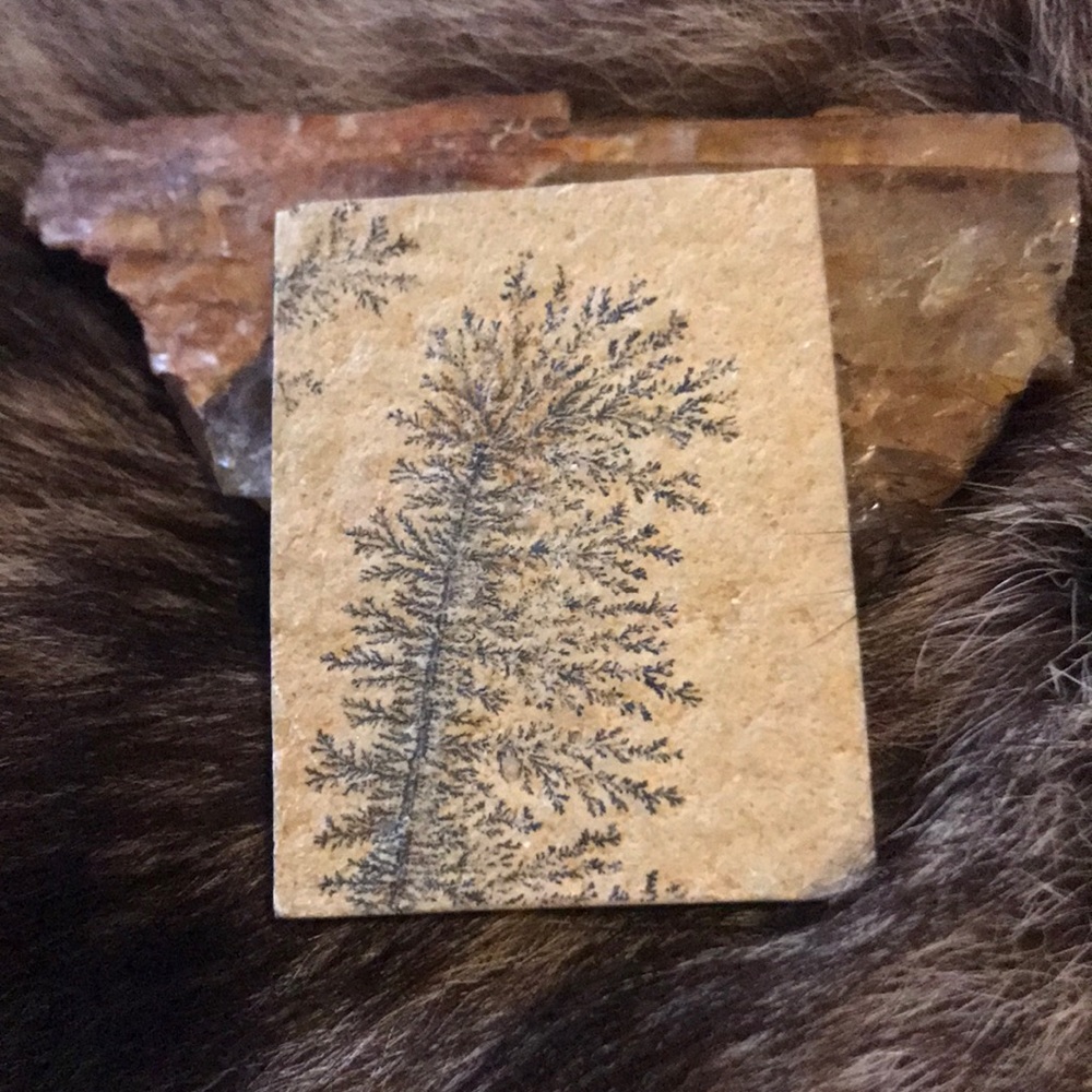 Fern fossil